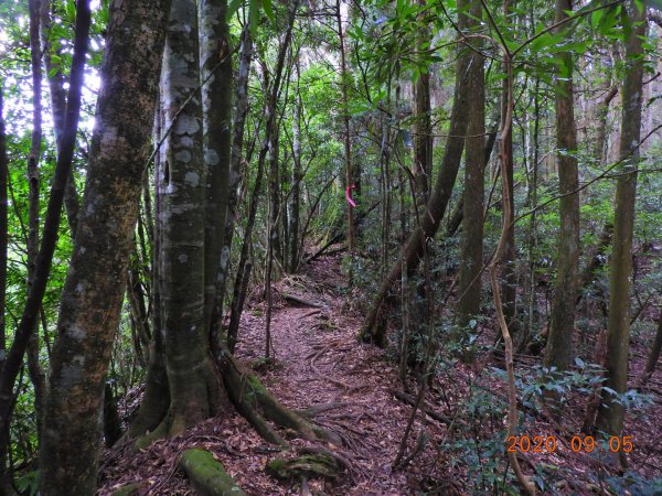 新竹 五峰 油羅山1088975