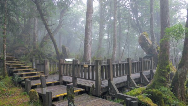 鐵杉林步道,見晴步道,鳩之澤步道2588284