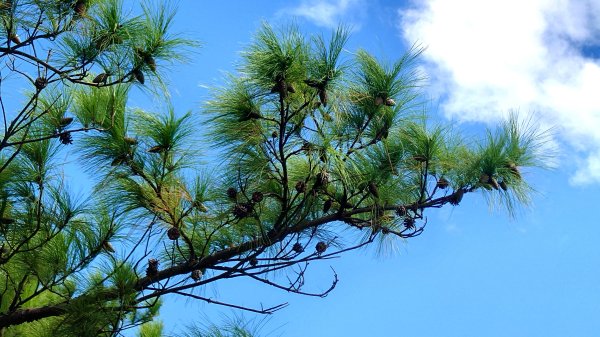 台北丹鳳山軍艦岩唭哩岸山奇岩山順走奇岩埤O型2763226