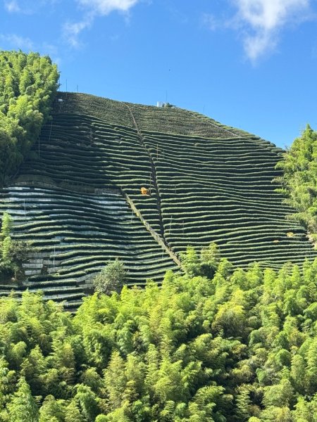 羊彎上武岫大崙山茶園尋山頭2824882