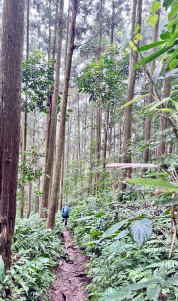 光天高山 - 向天湖山(小百岳32) 小O一圈2876941