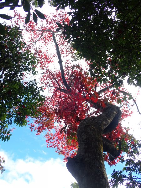 小百岳#37_馬那邦山賞楓趣封面