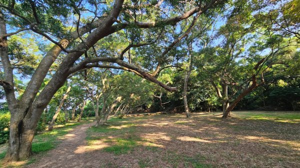 【誰是本尊？誰又是分身？】解鎖第53座小百岳#038鐵砧山2903842