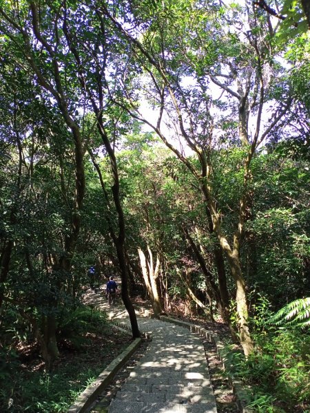 【臺北親山拓印趣】大崙頭尾山親山步道1122508