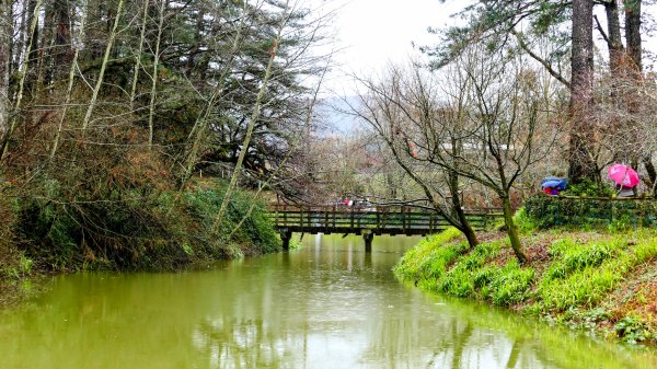 《青玉案・福壽山櫻》2712364