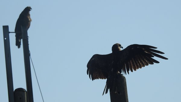 雲山水花鳥蝶 - 天龍國阿伯的日常7/18 & 21、22、292553943
