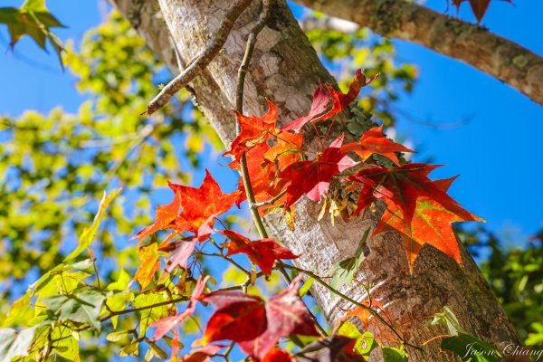 [苗栗]馬那邦山2355183