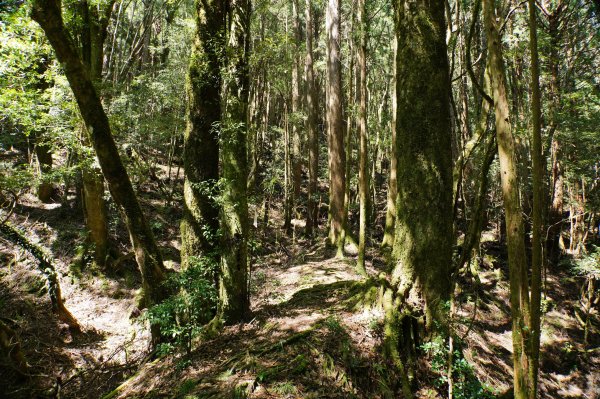 新竹 尖石 屯野生台山、石麻達山、錦屏山2904305