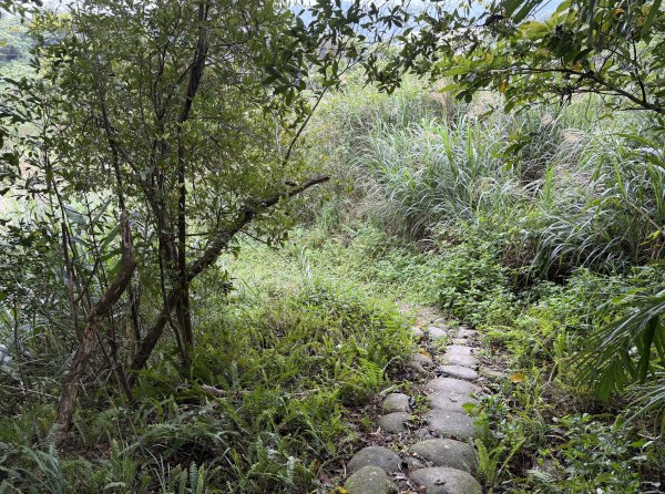 [樟之細路_第二大段RSA17] 2026_0328 飛鳳古道3026060