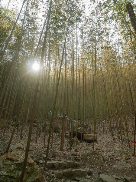 【走在台灣的脊樑上】回味林場軼事：八仙山森林步道