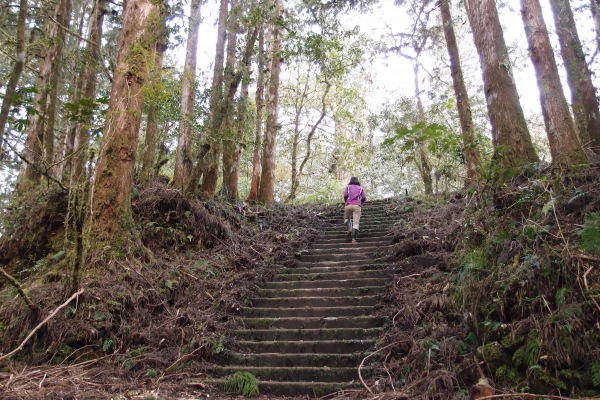 神代山、神代池、神代神木、加羅神社34290