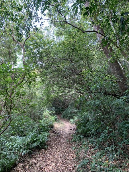 20250404屏東北獅子頭山-霧里乙山2757447