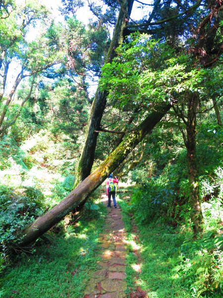 夏觀碧草如茵：頂山石梯嶺步道648267