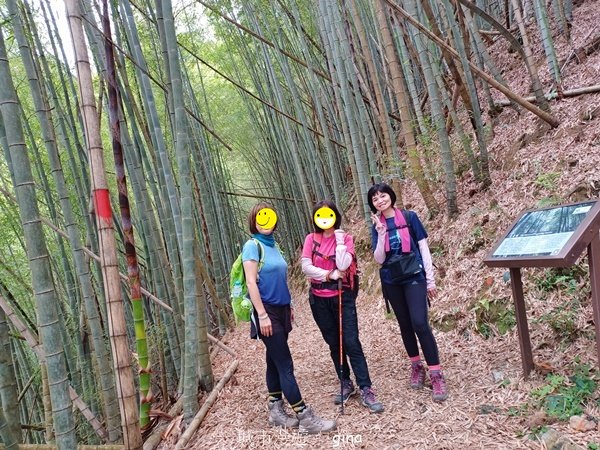 【嘉義梅山】雲霧裊裊似仙境。 瑞太古道 x大風埕觀日峰x油車寮步道2557809