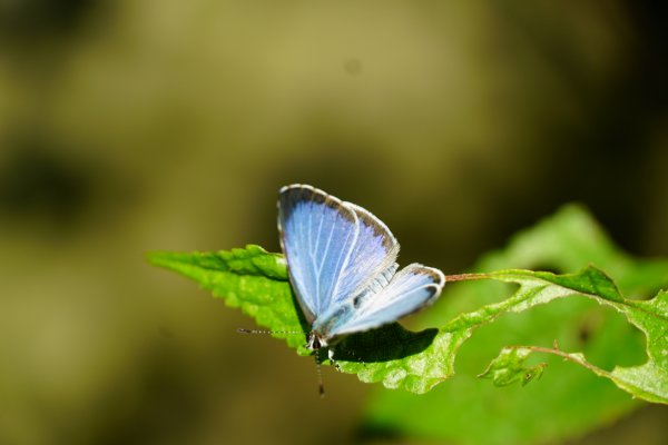 埔里彩蝶瀑布之國姓鄉眉冷山及糯米橋1466201