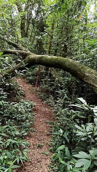 20250607 新竹竹東三山(樹杞林山 - 新具庄山 - 員崠子山)  O型2809009