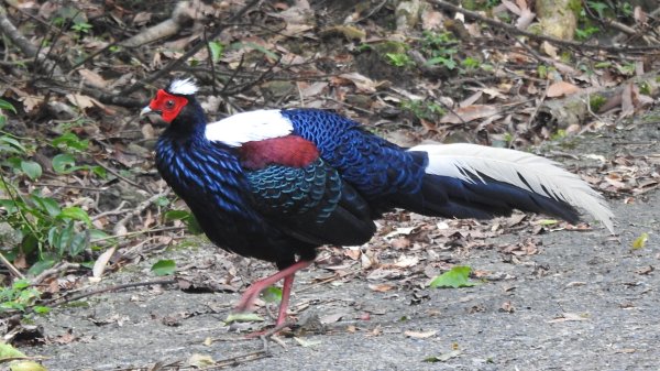 雲山水花鳥蝶-天龍國阿伯的日常6/22801932