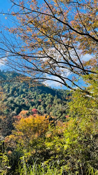 1101211大雪山230林道9.2k/雪山西稜登山口1546709