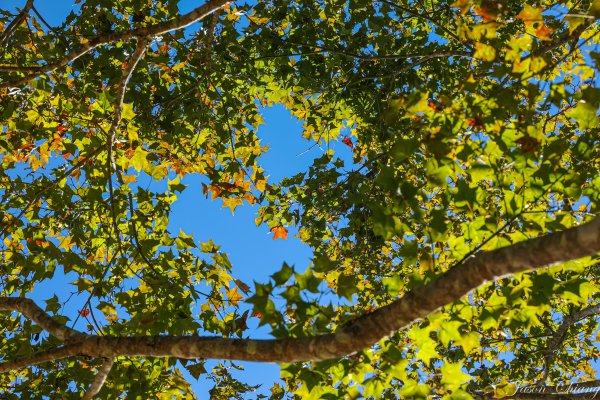 [苗栗]馬那邦山2355172