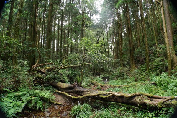 新竹 尖石 貴妃山、那結山2913620