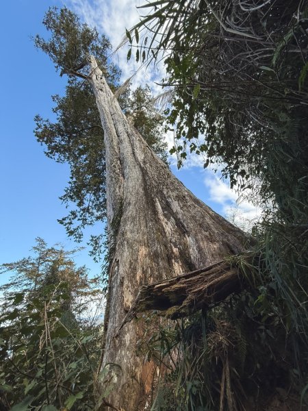 鳶嘴稍來步道賞楓季 ，大雪山門票優惠到12/31！2969552