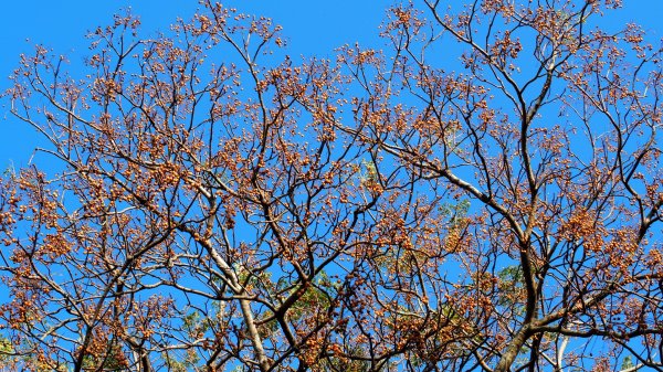 《彰化》堤岸漫步｜大肚溪棒壘場202301141995066