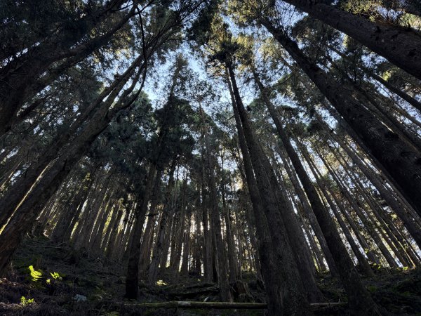 1141122特富野古道2995417