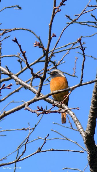 #河津櫻 #八重櫻 #山櫻花 #黃尾鴝 #綠繡眼 #夕陽 2/122997677