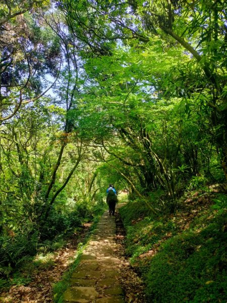 ［走遍陽明山］頂山石梯嶺步道+坪頂古圳2186471