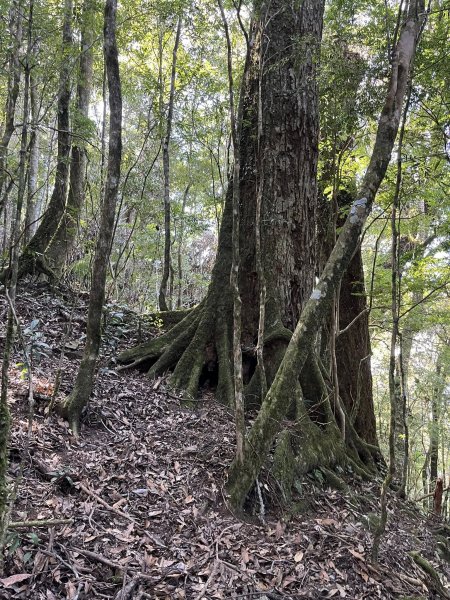 雪見大板根2959290