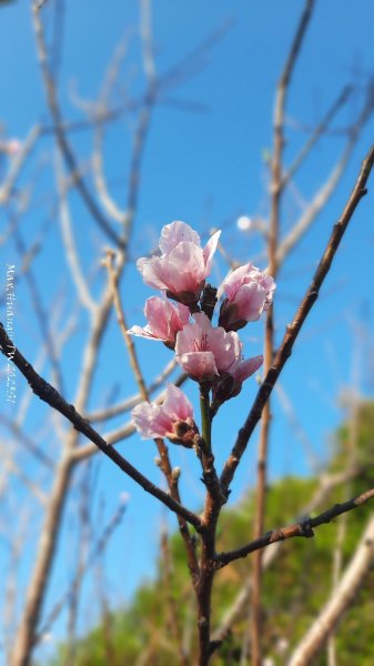 《彰化》桃李櫻美｜花壇虎山巖步道x大嶺巷富士櫻202503012723674
