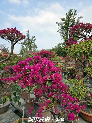 【彰化】員林藤山步道x田尾公路花園3016575