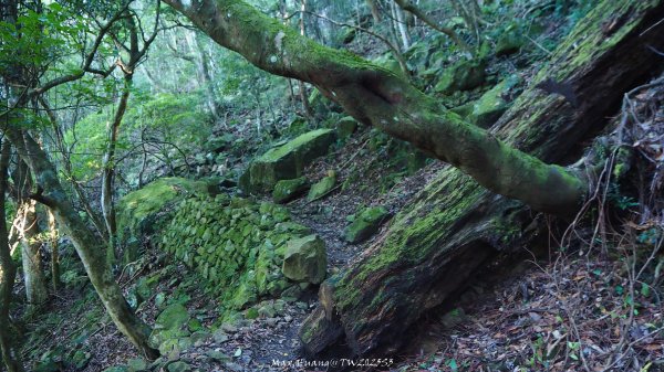 《苗栗》遺世鐵道｜悠遊加里山大坪支線至避難山屋202508222867491