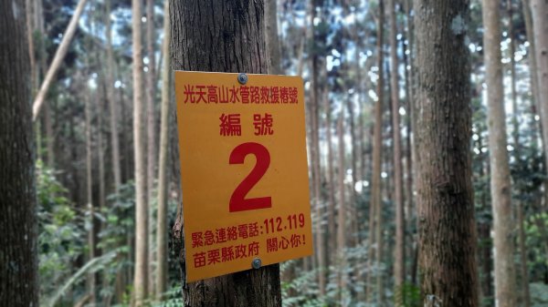 《苗栗》山中水晶蘭｜南庄向天湖山三連峰O型202203131639738