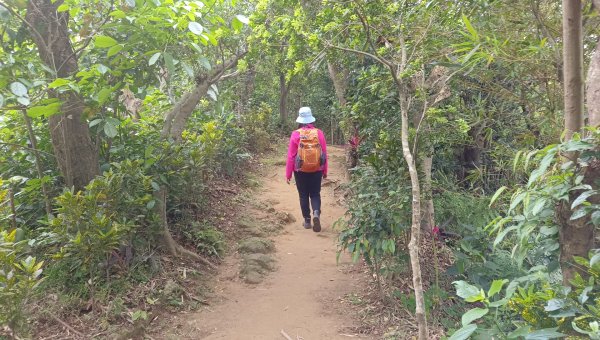 (姨婆趴趴走)第五十集:新北樹林大同山、青龍嶺、大棟山諸峰連走2751564