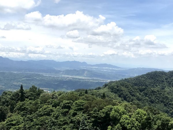 薑麻園桐花步道202006271965415