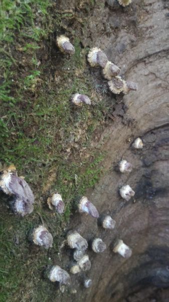 嘉南雲峰、石壁山101628