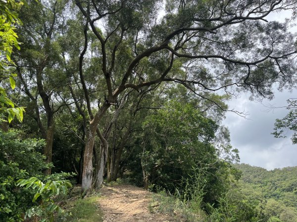 [皮皮獅探險隊-03/10] 2025_0706 犁頭山、文山步道2831475