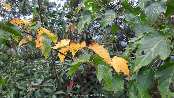 《新竹》斷崖神木｜北得拉曼步道小P繞202510172917590