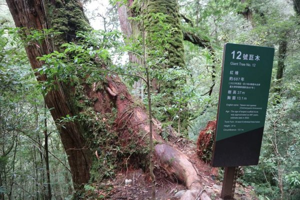 〔桃園復興〕拉拉山巨木，史詩級魔幻森林，75公頃紅檜 扁柏森林浴2237148