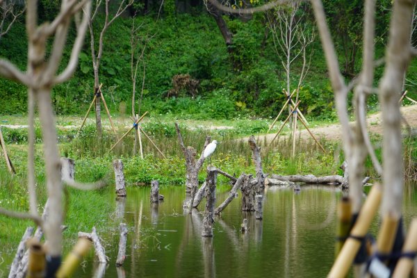 【新聞】穿越時空 陂塘再現 3月12日臺北市永春陂濕地公園開幕典禮