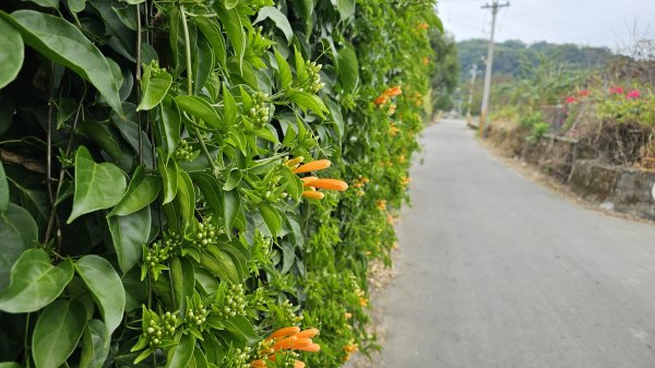 小中嵙登山步道頂中嵙山O形2385026