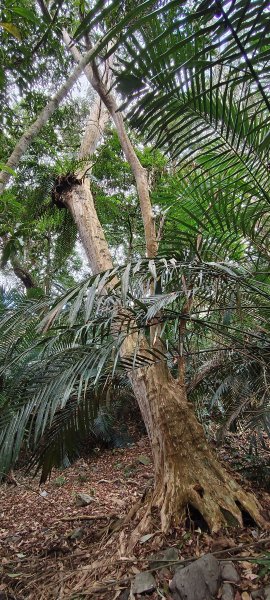 2026/01/01_雪山坑環線步道O型2978088