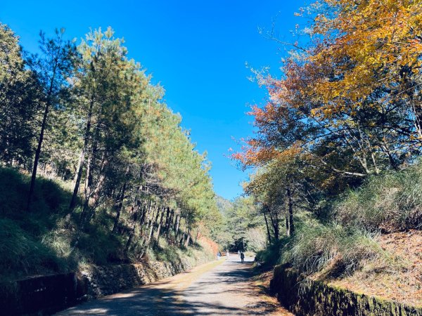 20241230 大雪山神木步道2745380