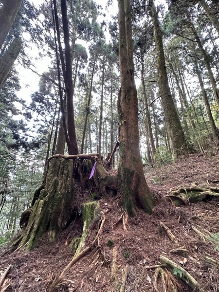 兒玉山連走東水山O型輕鬆走2456893