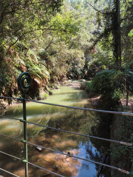 澀水森林步道(+水上瀑布)2915726