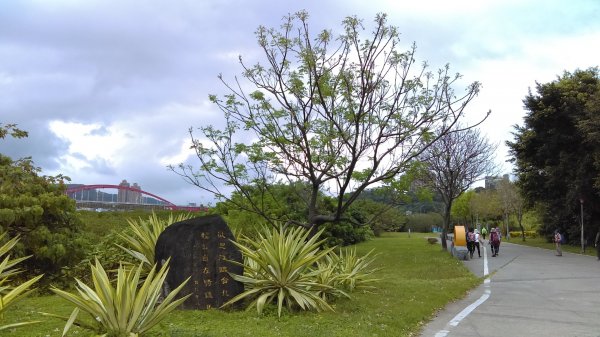 春光爛漫的淡水河左岸855996