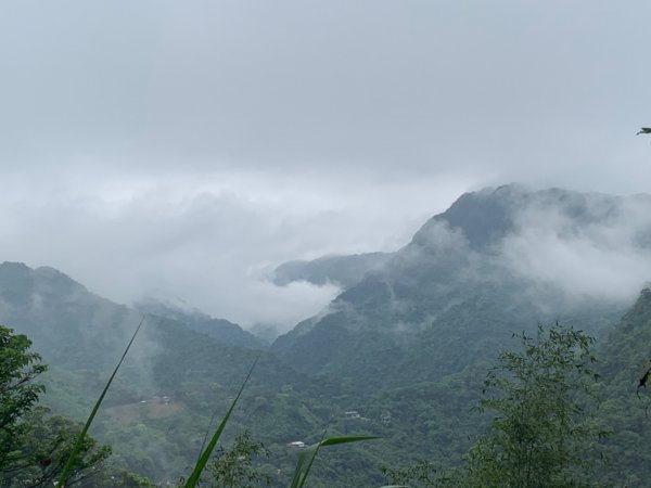 烏來大桶山登山步道1346330