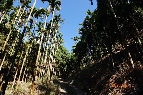 嘉義 竹崎 大坑山2032206