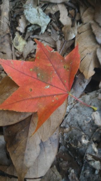 嘉南雲峰、石壁山101631
